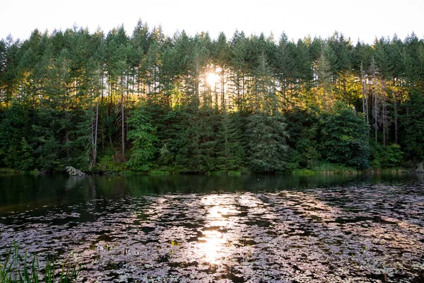 Озеро с закатом солнца сквозь деревья — стоковое фото