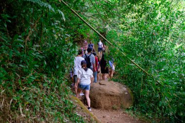 Manoa Falls Trail zammı Oahu Hawaii
