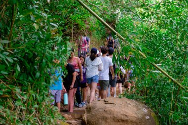 Manoa Falls Trail zammı Oahu Hawaii