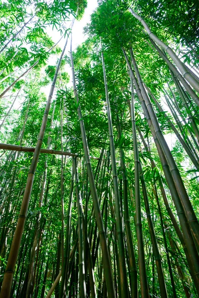 Manoa Falls Trail Hike Oahu Hawaii — Stock Photo, Image