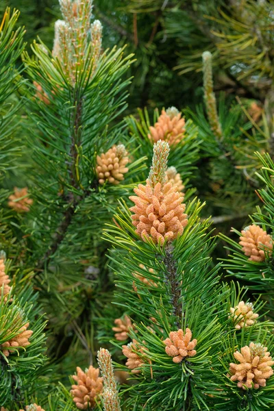 Primavera Nuevo crecimiento de plantas —  Fotos de Stock