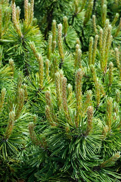 Lente nieuwe plantengroei Rechtenvrije Stockfoto's