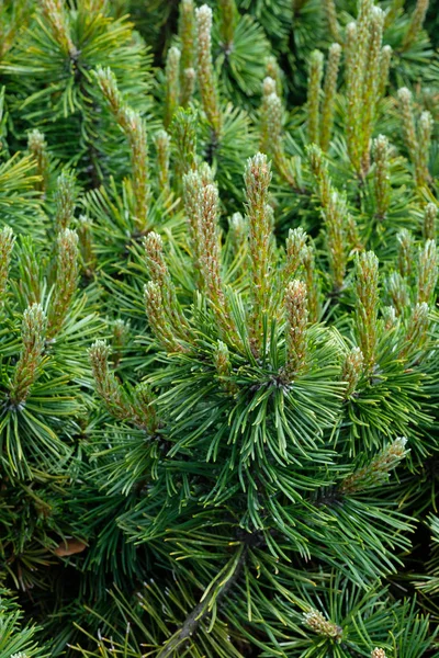 Lente nieuwe plantengroei Stockfoto