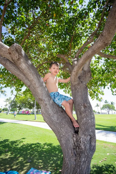 Tree Climbing Hawaii — Stock Photo, Image