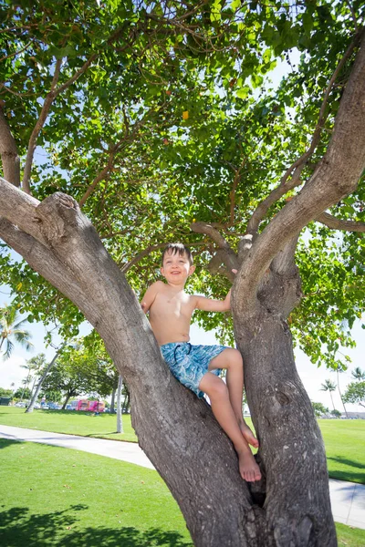 Albero Arrampicata Hawaii — Foto Stock