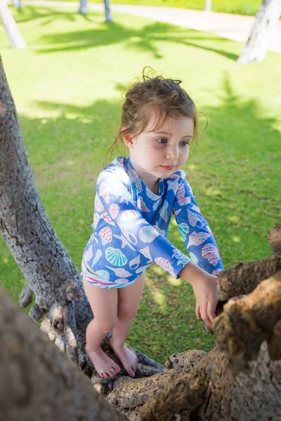 Tree Climbing Hawaii — Stock Photo, Image