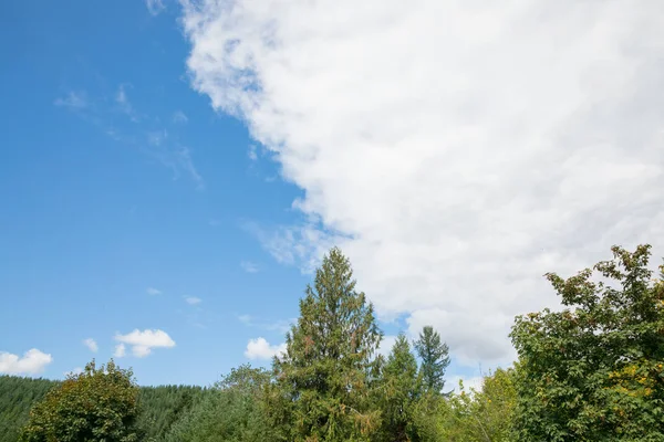 Árvores e céu em Oregon — Fotografia de Stock