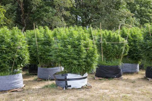 Legaler Marihuana-Anbau in Oranienburg — Stockfoto