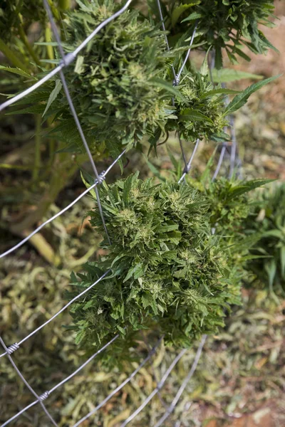 Marihuana legalna rosną zakład w stanie Oregon — Zdjęcie stockowe