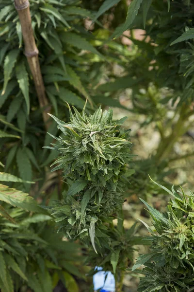 Instalación legal de cultivo de marihuana en Oregon — Foto de Stock