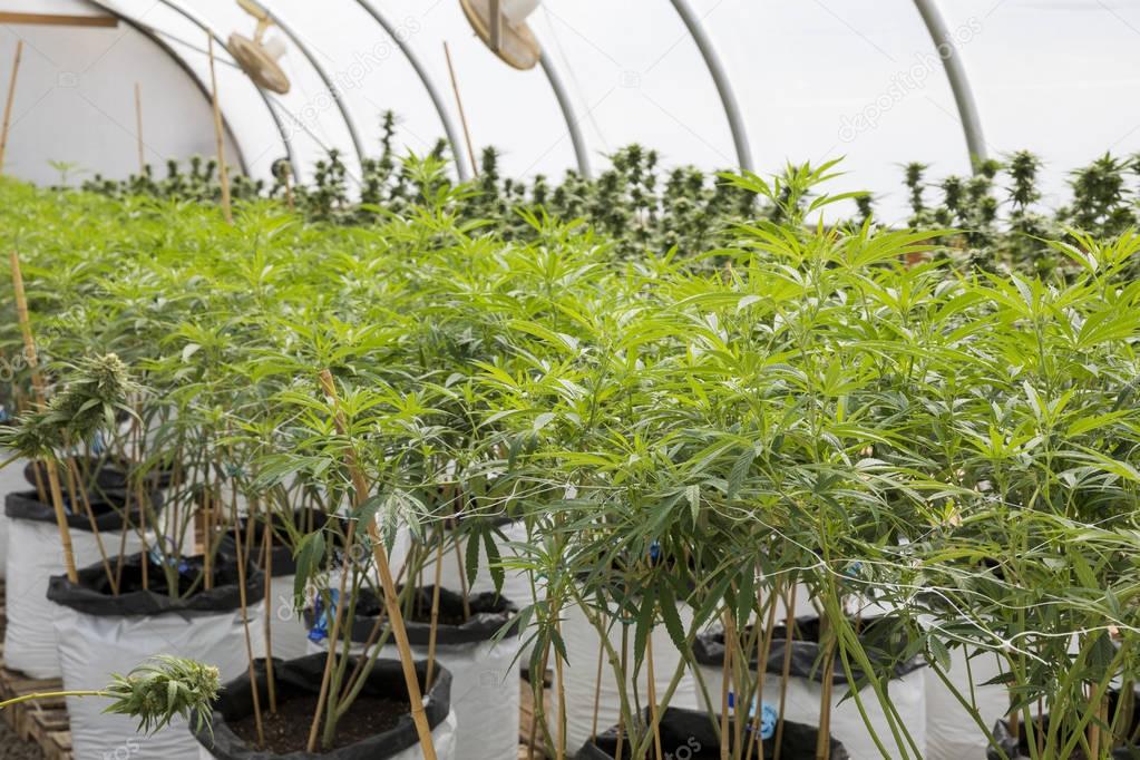 Legal Marijuana Grow Facility in Oregon