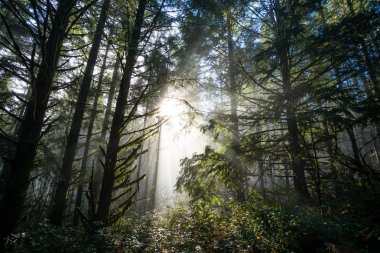 Doğal Oregon peyzaj ağaçları sayesinde güneş