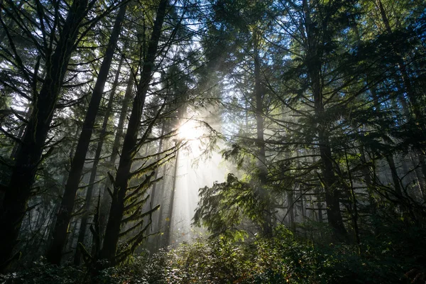 Sole attraverso gli alberi nel paesaggio naturale dell'Oregon — Foto Stock