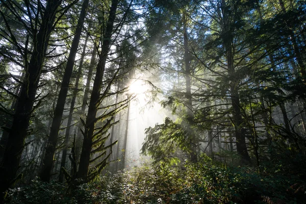 Sole attraverso gli alberi nel paesaggio naturale dell'Oregon — Foto Stock