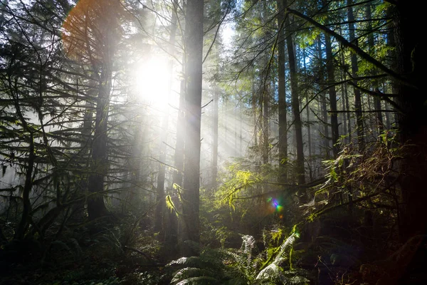 नैसर्गिक ओरेगॉन लँडस्केप मध्ये झाडे माध्यमातून सूर्य — स्टॉक फोटो, इमेज
