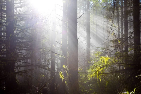 Soleil à travers les arbres dans le paysage naturel de l'Oregon — Photo