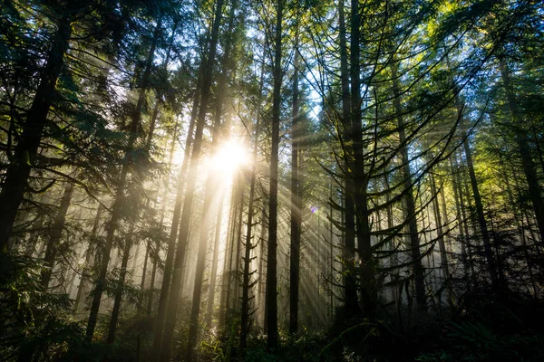 Słońca przez drzewa w krajobraz naturalny Oregon — Zdjęcie stockowe