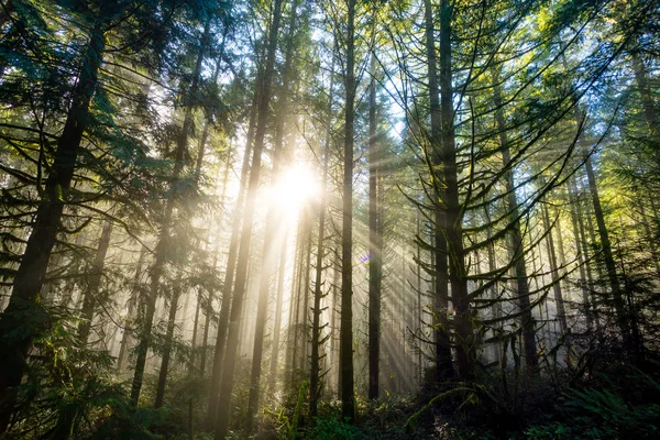 Auringon läpi puiden luonnon Oregon maisema — kuvapankkivalokuva