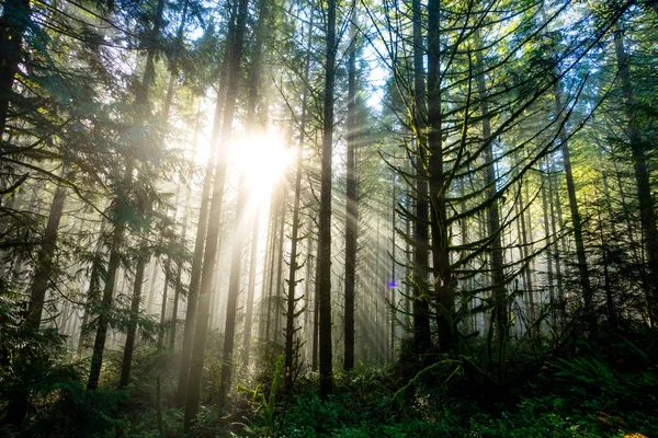 Sun Through Trees in Natural Oregon Landscape — Stock Photo, Image
