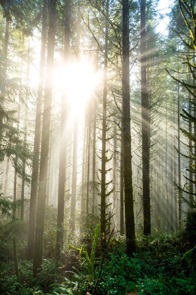 Sol a través de árboles en el paisaje natural de Oregon —  Fotos de Stock