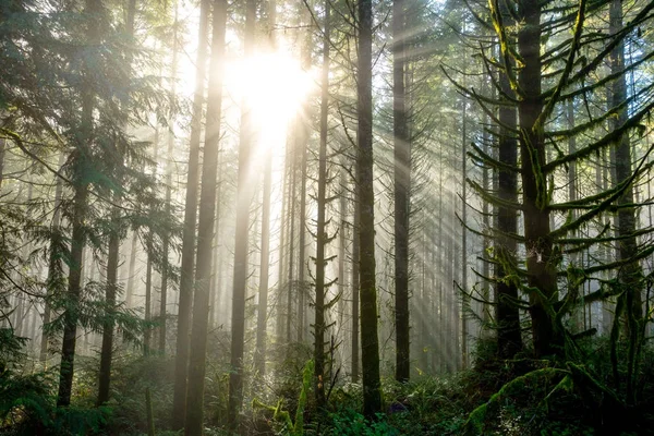 Солнце сквозь деревья в естественных ландшафтах Орегона — стоковое фото