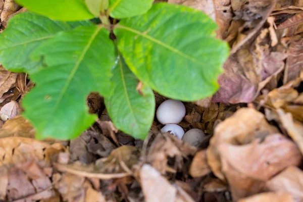 Chicken Eggs in Leaves — Stock Photo, Image