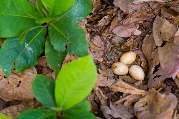 Chicken Eggs in Leaves — Stock Photo, Image