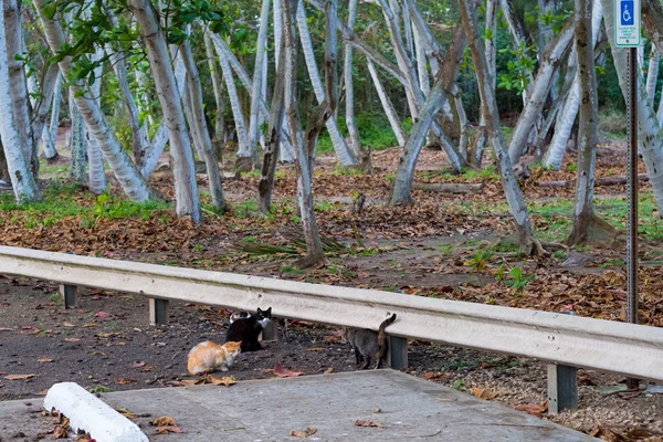 Stry Cats in Hawaii — Stock Photo, Image