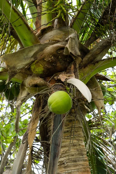 Cocos em Palm Tree Hawaii — Fotografia de Stock