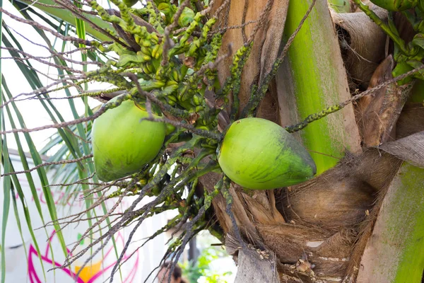 Cocos em Palm Tree Hawaii — Fotografia de Stock