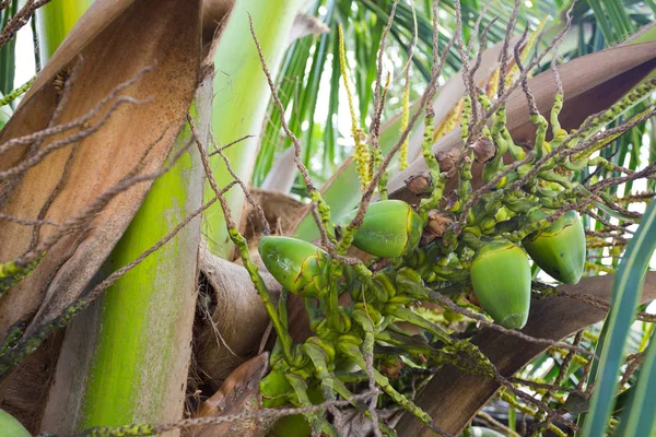 Cocos em Palm Tree Hawaii — Fotografia de Stock