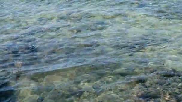 École de poissons nageant dans l'eau de marée de l'océan 