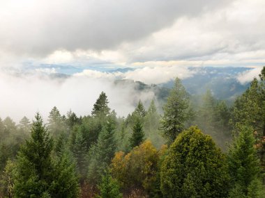 Umpqua Ulusal Ormanı Oregon