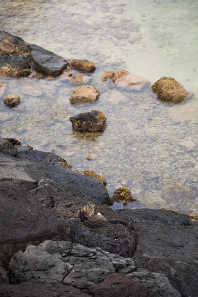 Stray Cat at Magic Island Lagoon — Stock Photo, Image