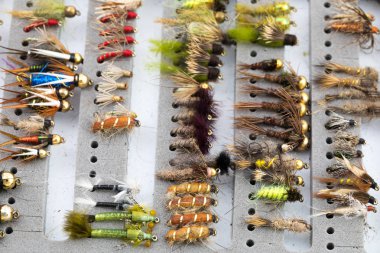 Islak sinek perisi sinekler