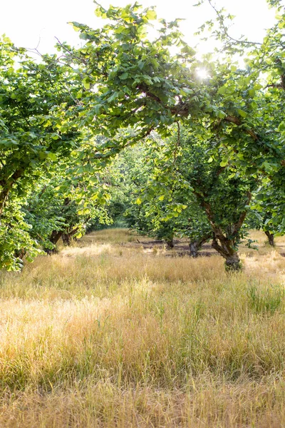 Filbert Obstgarten in oregon — Stockfoto