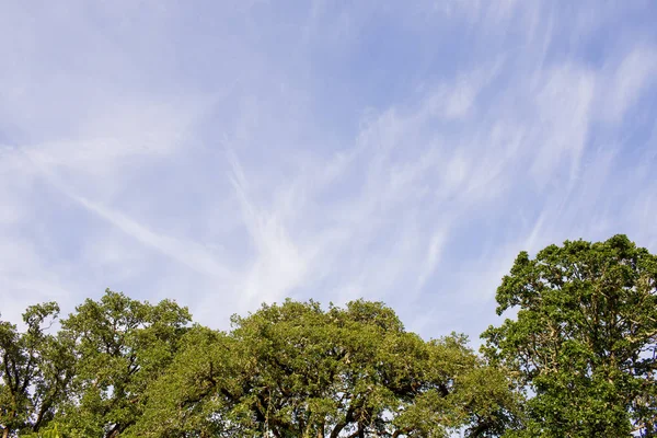 Hazelaar Orchard in Oregon — Stockfoto