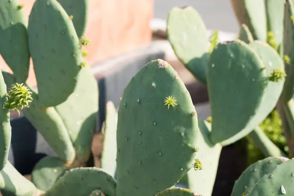 Flor de cactus de Texas — Foto de Stock