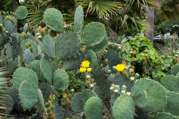 Cactus en Texas — Foto de Stock