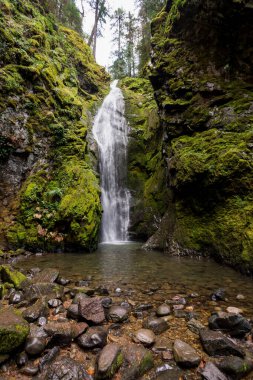 Pinard Falls Umpqua Ulusal Ormanı Oregon 'da