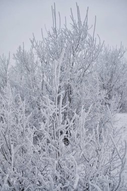 Karla kaplı çalılar