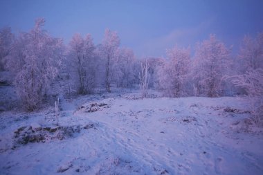 Dağlarda karla kaplı ağaçlar, gün batımından sonra ışıkta