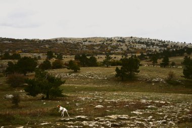 Vadide yürüyen köpek