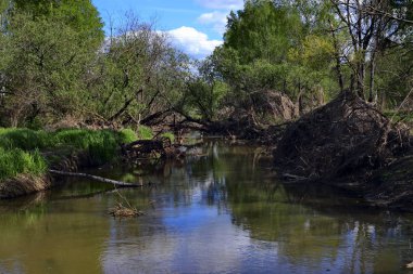 Yaşlı ağaçların Nehri üzerinde