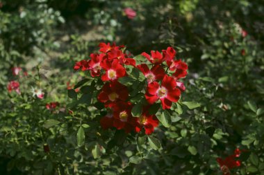 Kırmızı yaban gülü