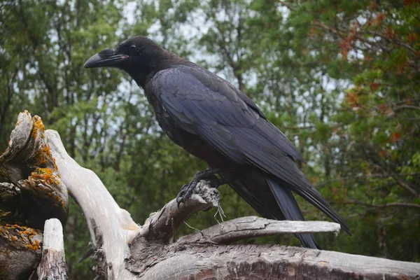 Carrion-crow on a branch — Stock Photo, Image