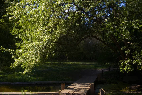 Bir köprü üzerinde kiraz çiçekleri