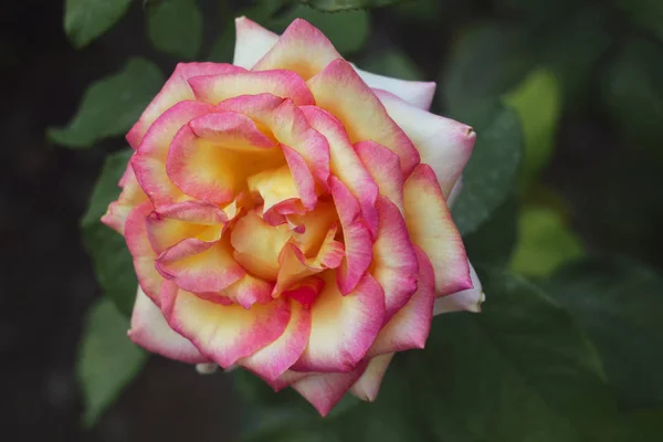 Rosa y rosa amarilla — Foto de Stock