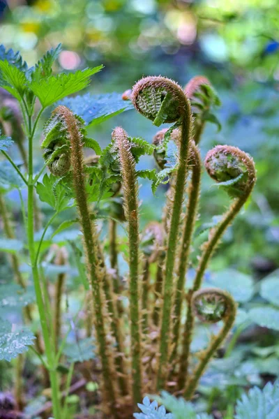 Unblown young fern — Stock Photo, Image