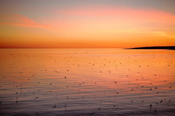 Kırlangıçlar batımında beyaz denizde kolonisi